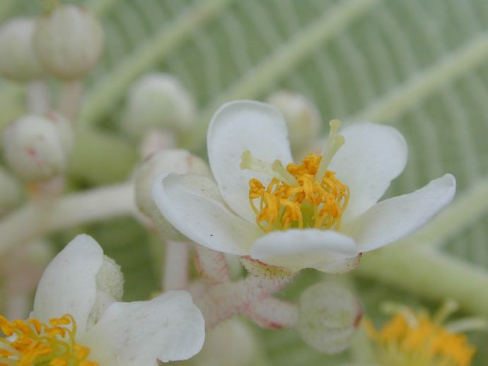 Actinidiaceae Saurauia cana