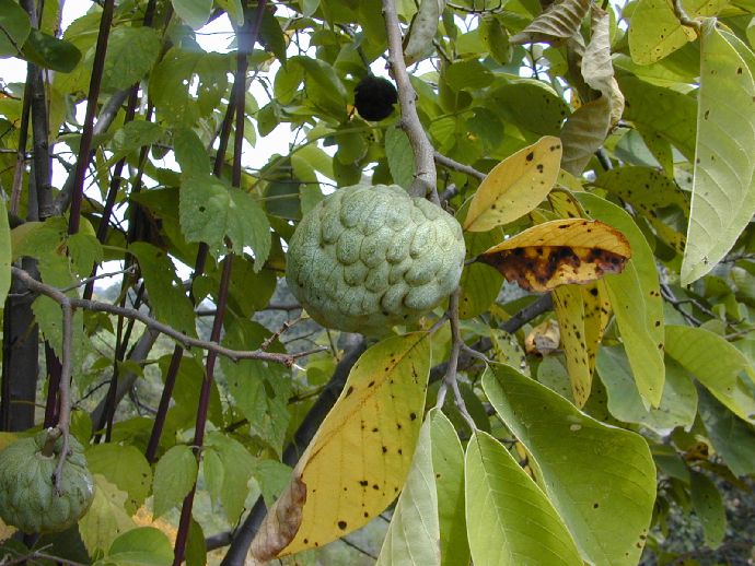 Annonaceae Annona 