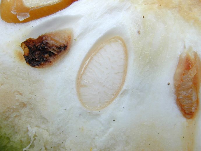 Annonaceae Annona 