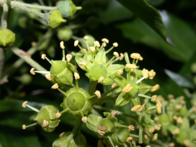 Araliaceae Hedera helix