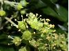 image of Hedera helix