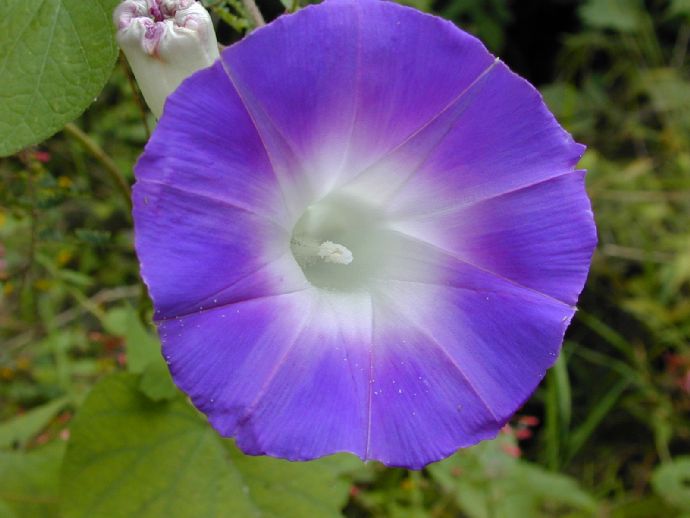 Convolvulaceae Ipomoea 