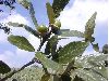 image of Quercus castanea