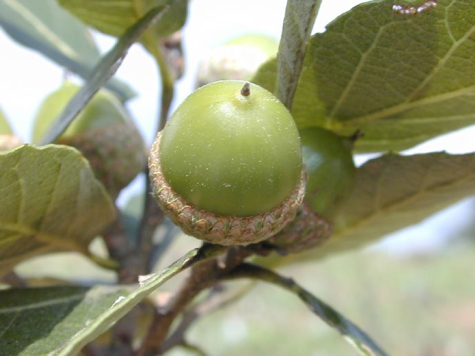 Fagaceae Quercus castanea
