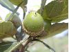 image of Quercus castanea