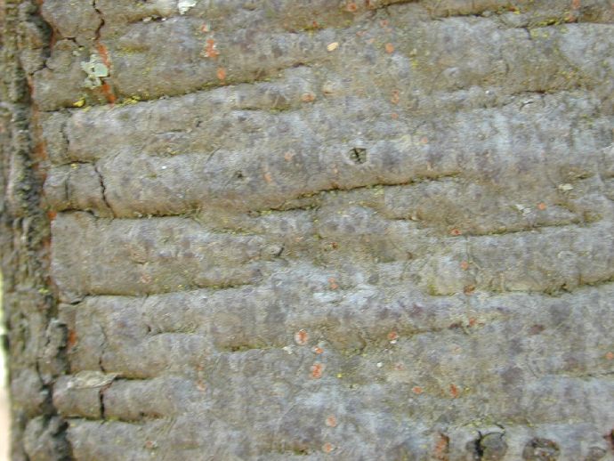 Fagaceae Quercus castanea