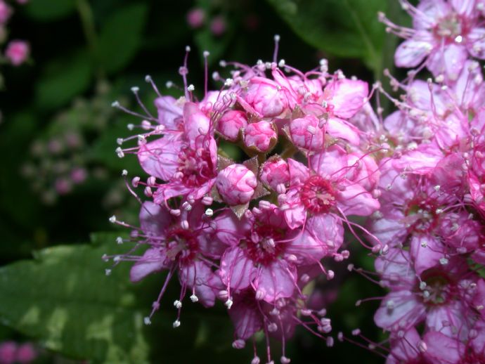 Rosaceae Spiraea 