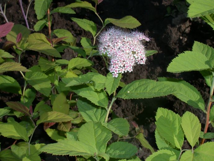 Rosaceae Spiraea 