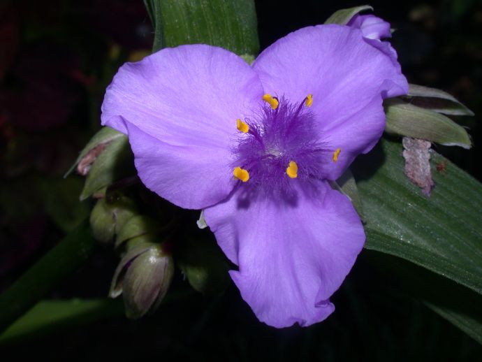 Commelinaceae Tradescantia 