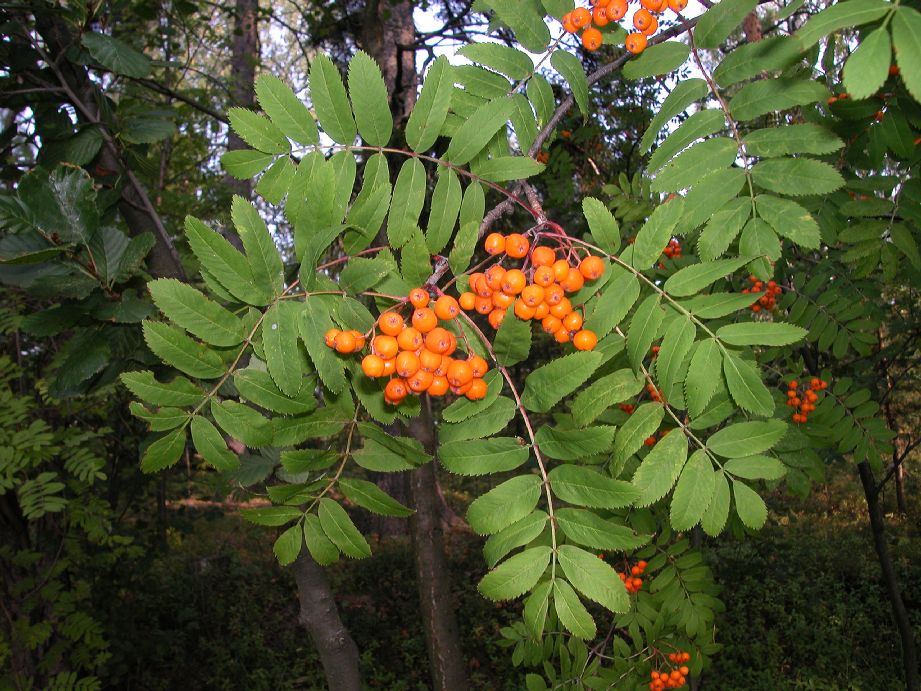 Rosaceae Sorbus aucuparia