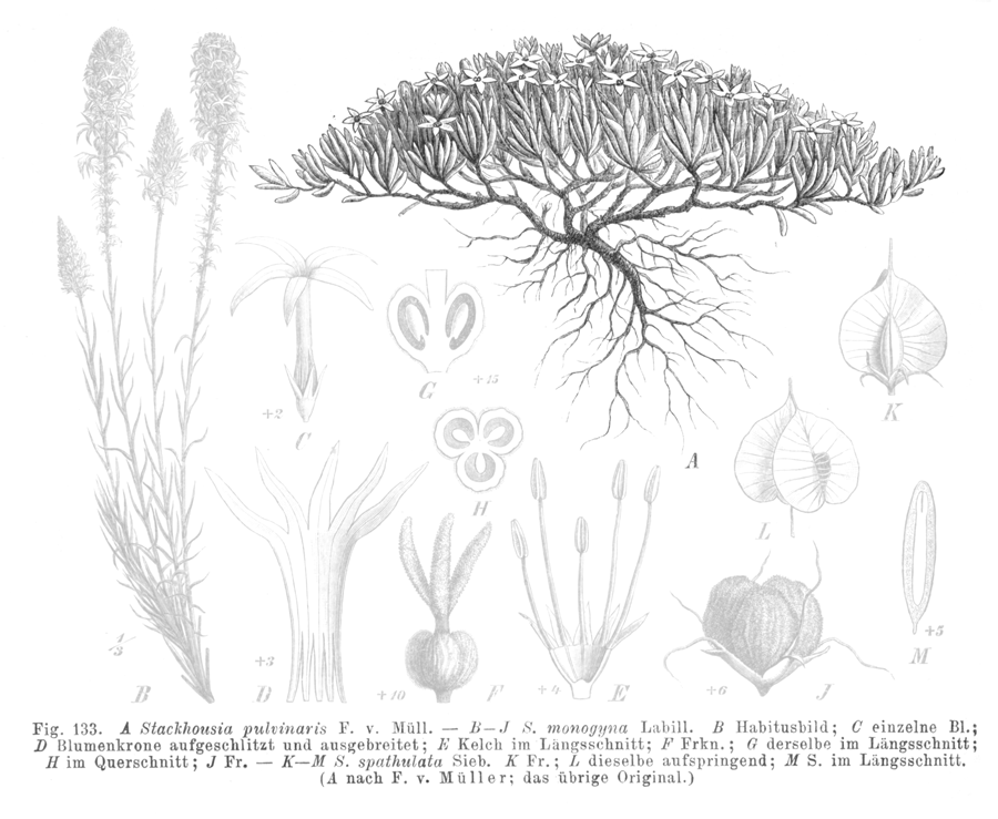 Celastraceae Stackhousia pulvinaris