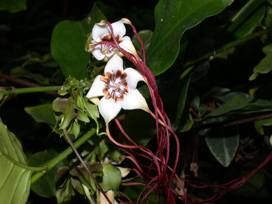 Apocynaceae Strophanthus preussii
