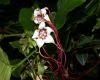 image of Strophanthus preussii