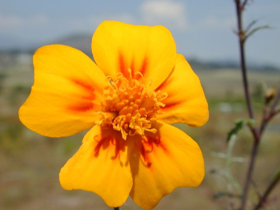 Asteraceae Tagetes 