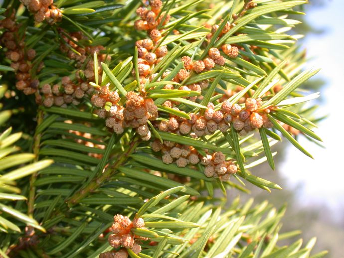 Taxaceae Taxus Xmedia