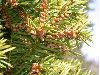 image of Taxus Xmedia