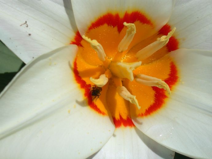 Liliaceae Tulipa 