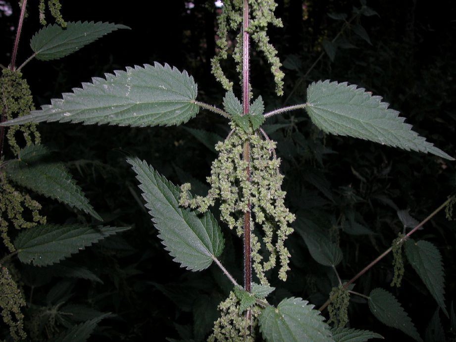 Urticaceae Urtica dioica