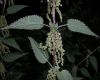 image of Urtica dioica