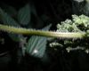 image of Urtica dioica