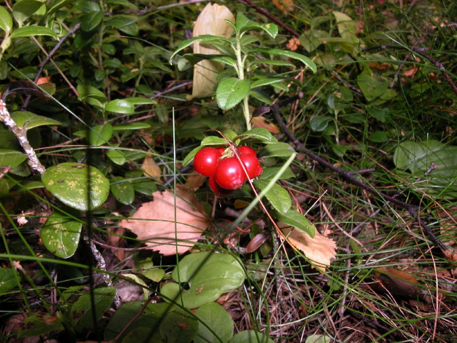 Ericaceae Vaccinium vitis-idaea