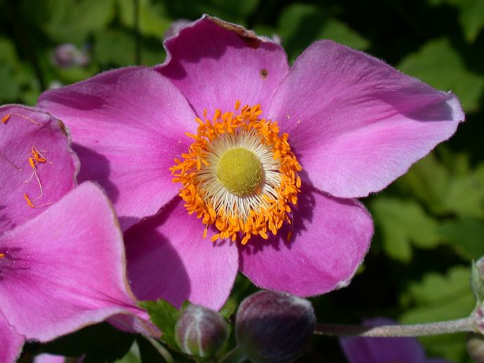 Ranunculaceae Anemone 