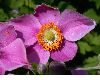 image of Anemone 