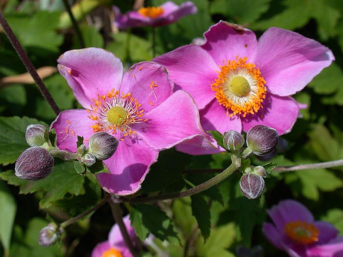 Ranunculaceae Anemone 