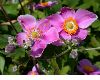 image of Anemone 