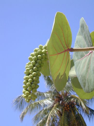 Polygonaceae Coccoloba uvifera