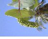 image of Coccoloba uvifera
