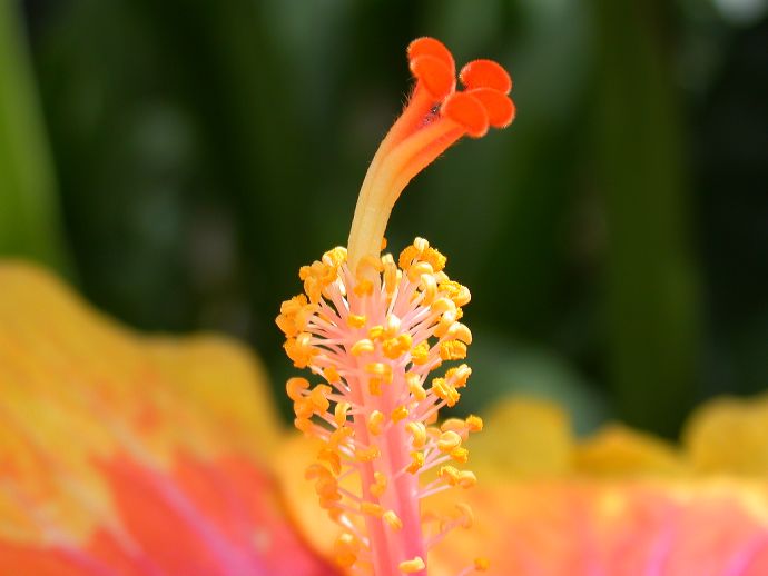 Malvaceae Hibiscus 