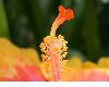 image of Hibiscus 