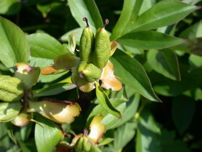 Paeoniaceae Paeonia 