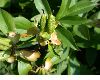 image of Paeonia 