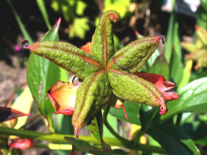 Paeoniaceae Paeonia 