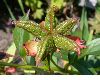 image of Paeonia 