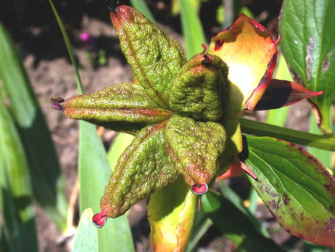 Paeoniaceae Paeonia 