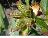 image of Paeonia 