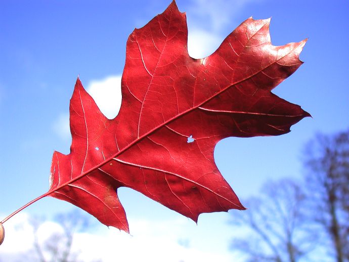 Fagaceae Quercus coccinea