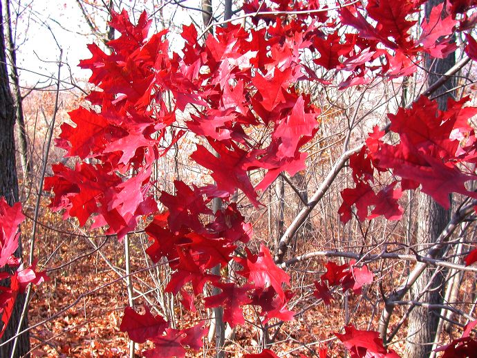 Fagaceae Quercus coccinea