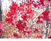 image of Quercus coccinea
