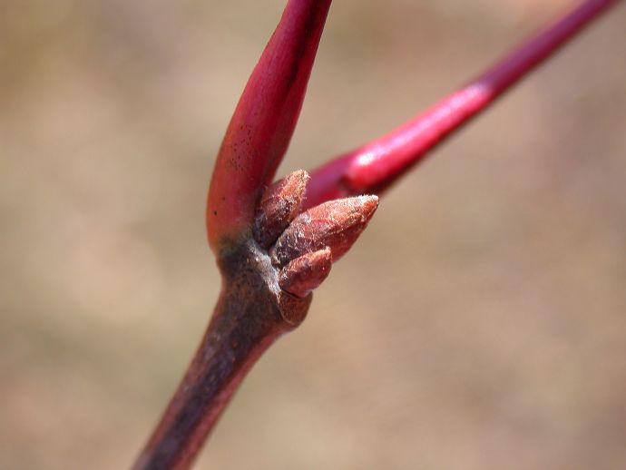 Fagaceae Quercus coccinea