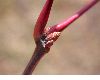 image of Quercus coccinea