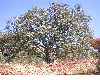 image of Quercus engelmannii