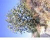 image of Quercus engelmannii