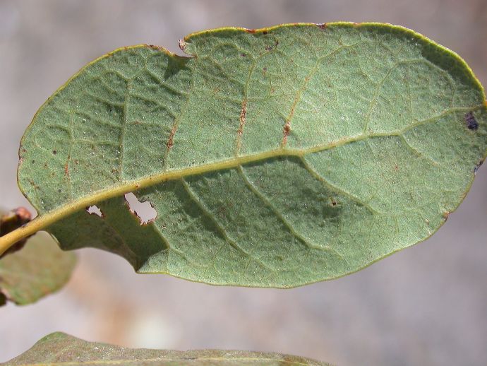 Fagaceae Quercus engelmannii