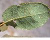 image of Quercus engelmannii
