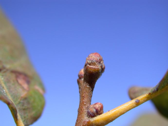 Fagaceae Quercus engelmannii