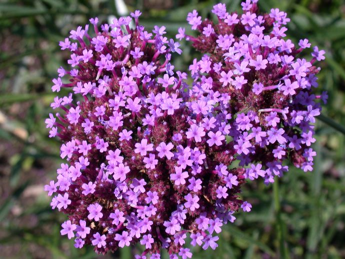 Verbenaceae Verbena 